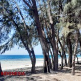 Pantai Cemara: East Sumba's Hidden Paradise of White Sands and Pine Trees