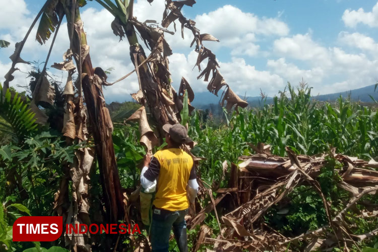 Kisah Sulhan, Petani Pakel Banyuwangi Babat Habis Setengah Hektar Tanaman Pisang Milik Sendiri karena Selalu Dicuri