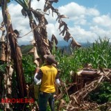 Kisah Sulhan, Petani Pakel Banyuwangi Babat Habis Setengah Hektar Tanaman Pisang Milik Sendiri karena Selalu Dicuri