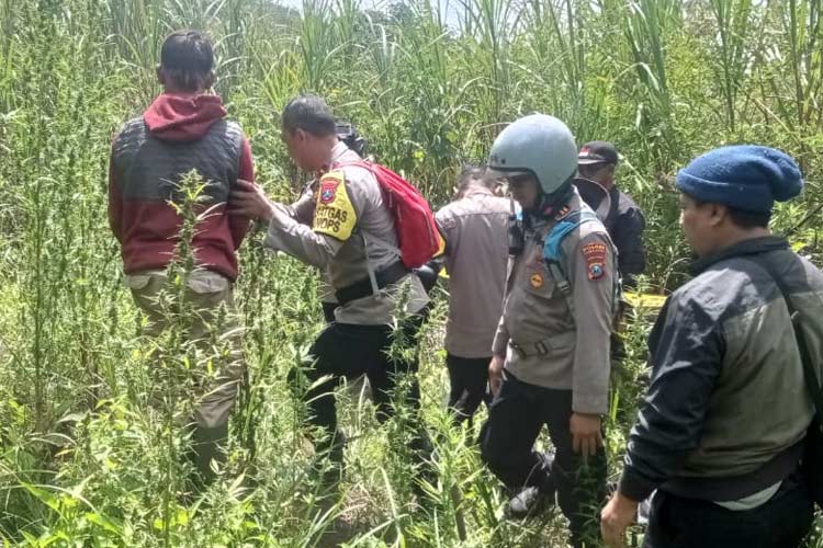 Ladang Ganja di Lereng Gunung Semeru, TNBTS Serahkan ke Kepolisian