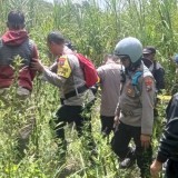 Ladang Ganja di Lereng Gunung Semeru, TNBTS Serahkan ke Kepolisian