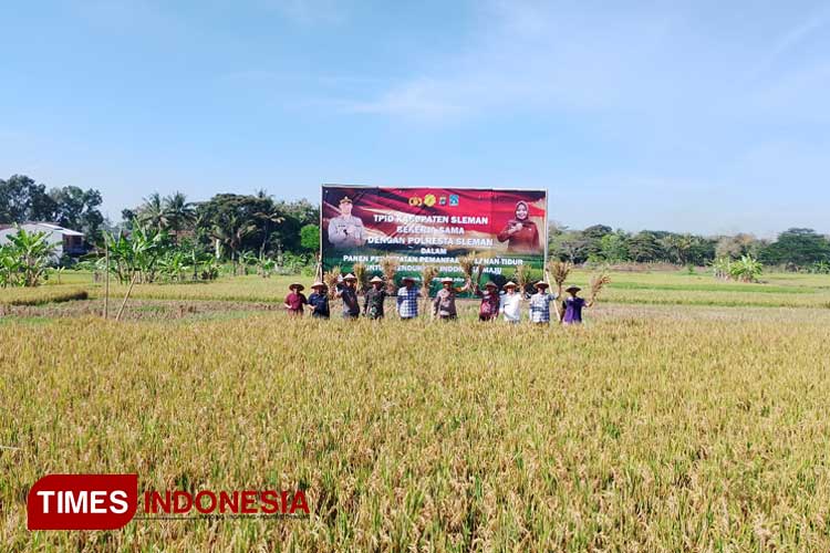 Lahan Tidur Seluas 22 Hektare di Sleman Barat Hasilkan Sekitar 193 Ton Padi