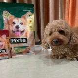 Kino Indonesia Hadirkan Perro, Inovasi Produk Makanan Anjing Terbaru