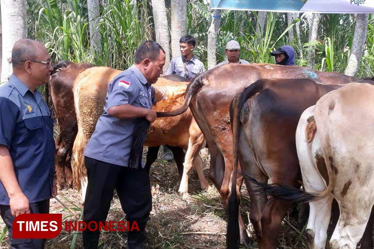 Penyakit Lato-lato Menjangkit Ribuan Sapi di Bondowoso, Pemerintah Lakukan Pemeriksaan