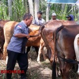 Penyakit Lato-lato Menjangkit Ribuan Sapi di Bondowoso, Pemerintah Lakukan Pemeriksaan