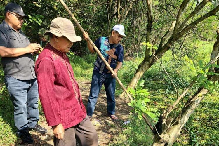 Panen Ray Kelompok Tani (Poktan) Kedaung Indah di Kecamatan Legok, Desa Rancagong, Tangerang saat Gelaran Bunex 2024. (FOTO: ist) 