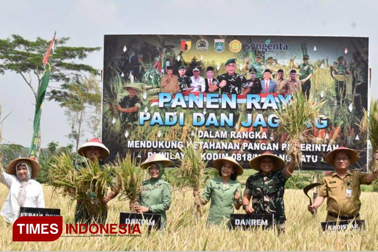 Dandim 0818 Bersama Danrem 083 Panen Raya Padi dan Jagung di Malang