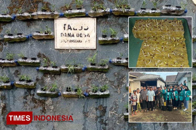 Penanaman hidroponik menggunakan botol sebagai media tanaman kangkung. (FOTO: AJP TIMES Indonesia)