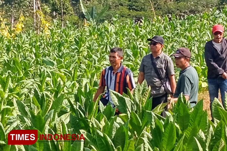 Peluang Pasar Tembakau di Pacitan Terus Diperluas melalui Kemitraan