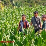 Peluang Pasar Tembakau di Pacitan Terus Diperluas melalui Kemitraan