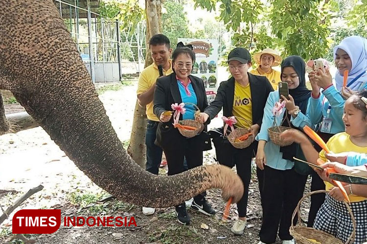 Mahasiswa Unisma Malang mengikuti program volunteer memberi makan gajah di Rumah Sakit Gajah Khlong Thom. (FOTO: AJP TIMES Indonesia)