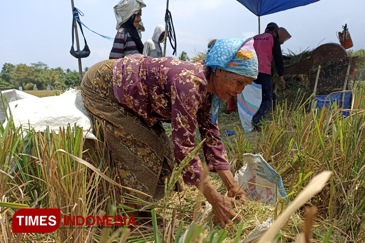 Ngasak, Buruh Tani di Banyuwangi Berbagi Kebahagiaan Saat Panen Padi