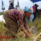 Ngasak, Buruh Tani di Banyuwangi Berbagi Kebahagiaan Saat Panen Padi