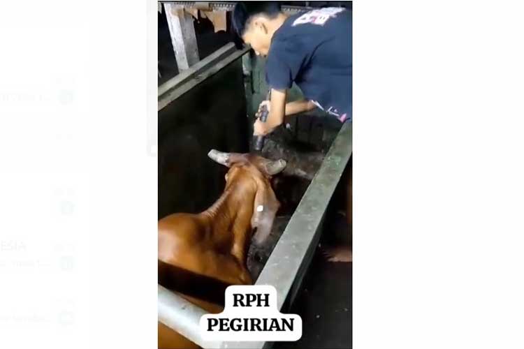 Viral Video Pemingsanan Sapi di Surabaya, Ini Penjelasan Direktur Utama PD RPH