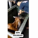 Viral Video Pemingsanan Sapi di Surabaya, Ini Penjelasan Direktur Utama PD RPH