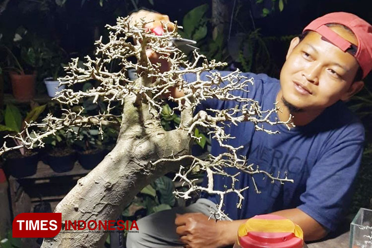 Iwan Widyatmoko, Gigih Kembangkan Bonsai di Ngadiharjo Borobudur agar Kian Memasyarakat