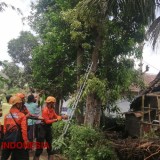 BPBD Jember Tangani Dampak Angin Kencang di Beberapa Kecamatan