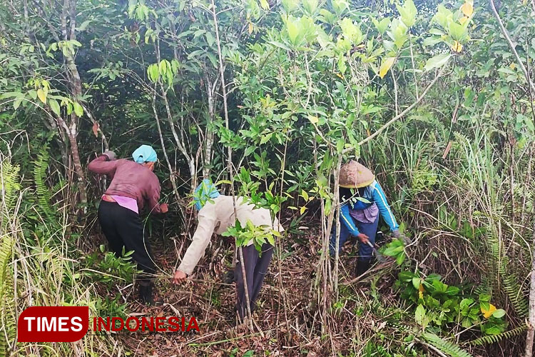 Hujan Turun, Laskar Hijau Mulai Ritual Tanam Bambu di Gunung Lemongan