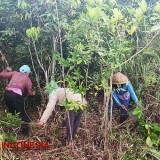 Hujan Turun, Laskar Hijau Mulai Ritual Tanam Bambu di Gunung Lemongan