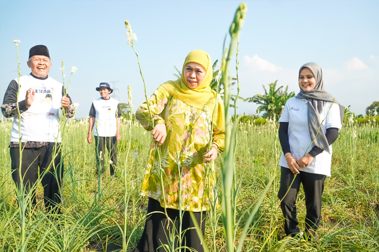 Panen Bunga Sedap Malam di Pasuruan, Khofifah; Petani Milenial Jatim Tertinggi di Indonesia