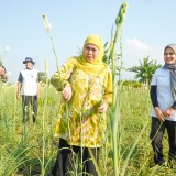 Panen Bunga Sedap Malam di Pasuruan, Khofifah; Petani Milenial Jatim Tertinggi di Indonesia