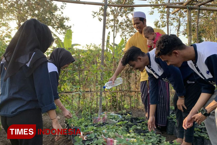 Mahasiswa KSM-T Unisma Malang Bersama pemilik kebun cabai dusun Cokro menyemprotkan cairan jadam silica ke tanaman cabai. (FOTO: AJP TIMES Indonesia)