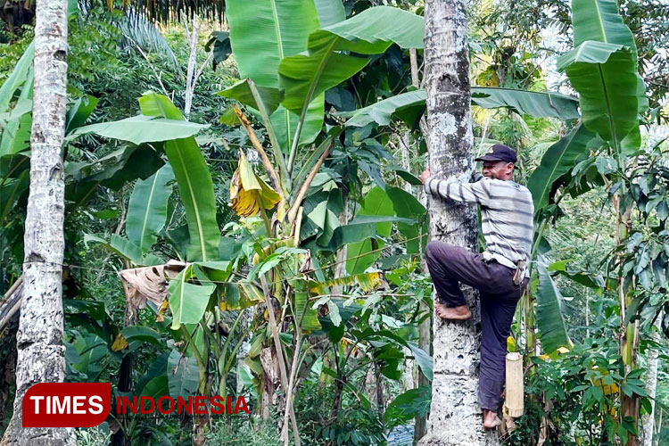 Penderes Kian Minim, Begini Nasib Usaha Pembuatan Gula Jawa di Ngadiharjo, Borobudur 