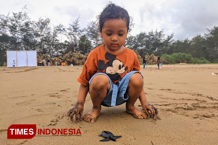 Anomali Cuaca Picu Penurunan Populasi Penyu di Pacitan