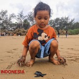 Anomali Cuaca Picu Penurunan Populasi Penyu di Pacitan