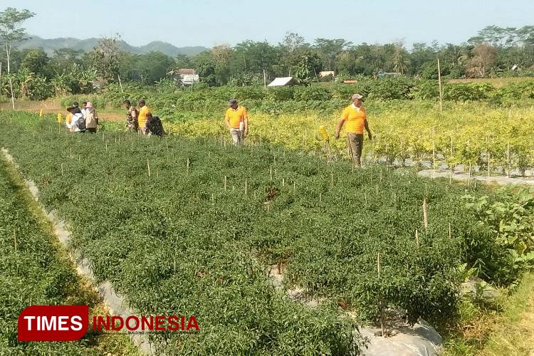 2.721 Buruh Tani Terima BLT DBHCHT, Pemkab Pacitan Dorong Peningkatan Kesejahteraan