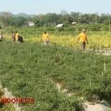 2.721 Buruh Tani Terima BLT DBHCHT, Pemkab Pacitan Dorong Peningkatan Kesejahteraan