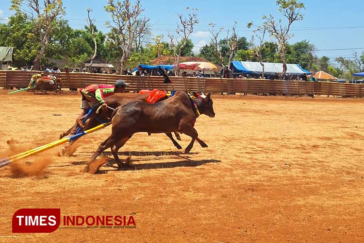 Mayjen TNI Farid Makruf: Karapan Sapi Harus Dilestarikan untuk Generasi Mendatang