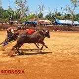 Mayjen TNI Farid Makruf: Karapan Sapi Harus Dilestarikan untuk Generasi Mendatang