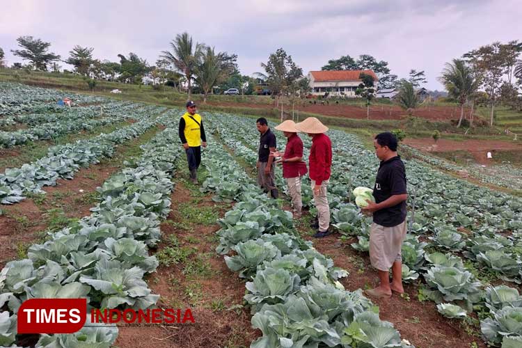 Panen Sayur Perdana Warga Binaan Lapas Malang Langsung Tembus Pasar Ekspor Taiwan