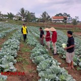 Panen Sayur Perdana Warga Binaan Lapas Malang Langsung Tembus Pasar Ekspor Taiwan