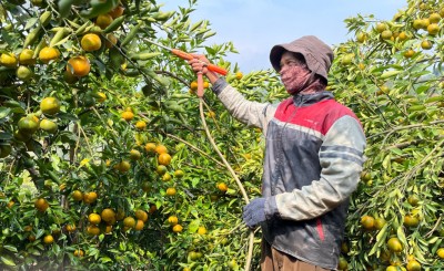 Petani Jeruk Manis Terjepit di Tengah Kemarau