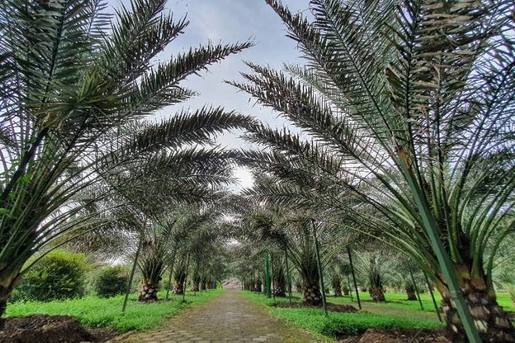 Liburan Seru dan Edukasi di Kurma Park Pasuruan