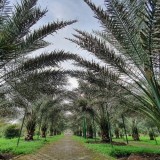 Liburan Seru dan Edukasi di Kurma Park Pasuruan