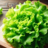 The Leafy Green Marvel: A Comprehensive Guide to Lettuce