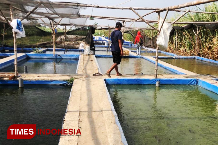 Peternak Lele Asal Jombang Sukses Kembangkan 150 Kolam dan Kelompok Binaan