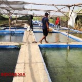 Peternak Lele Asal Jombang Sukses Kembangkan 150 Kolam dan Kelompok Binaan