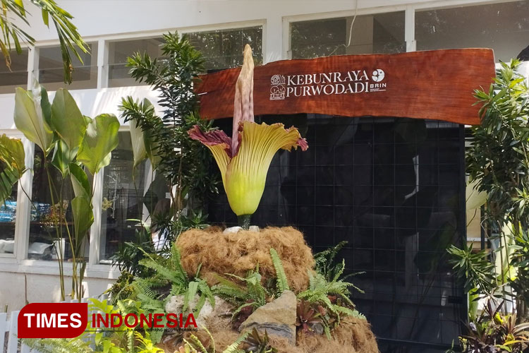 Bunga bangkai Amorphophallus titanum pertama yang mekar di Kebun Raya Purwodadi. Purwodadi, Senin (14/10/2024) (FOTO: Jasmine Maryam Razani/TIMES Indonesia)