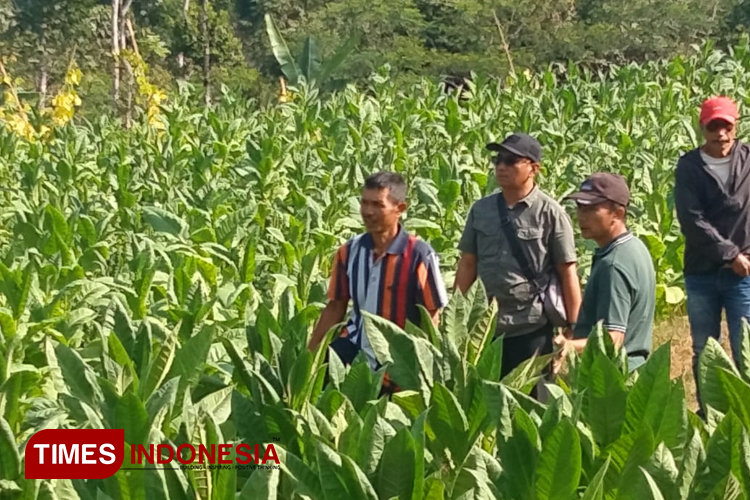 Buruh hingga Petani Tembakau Pacitan Nikmati Stabilitas Harga dan BLT dari DBHCHT