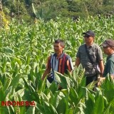 Buruh hingga Petani Tembakau Pacitan Nikmati Stabilitas Harga dan BLT dari DBHCHT