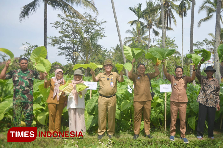 Pemkab Malang Dukung Budidaya Tembakau Unggulan, Potensi Produksi Bisa Capai 800 Ton