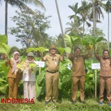 Pemkab Malang Dukung Budidaya Tembakau Unggulan, Potensi Produksi Bisa Capai 800 Ton