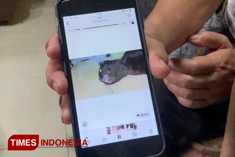 Dokter Hewan Forensik Bicara Soal Kematian Massal Belasan Kucing di Kota Malang