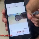 Dokter Hewan Forensik Bicara Soal Kematian Massal Belasan Kucing di Kota Malang