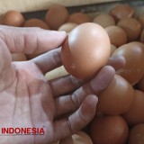 Harga Telur di Pasar Banyuwangi Kembali Normal Pasca Bulan Maulid