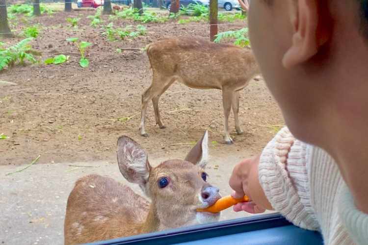 Taman Safari indonesia Prigen, a Sweetness Experience Feeding Animals